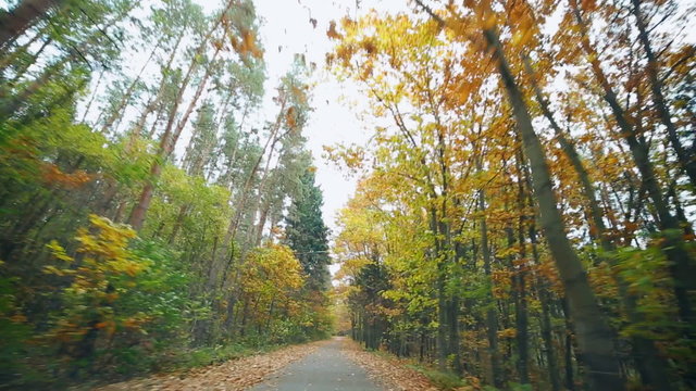Autumn walk in the forest. Trees with multi-coloured leaves by motion camera . Environment  ecology, nature protection, forest resources of the Earth.