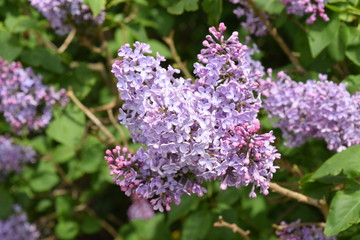 The Lilac flowers