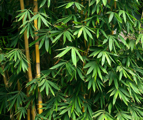 Obrazy na Plexi  Bambus