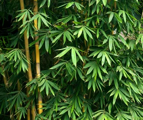 Zelfklevend Fotobehang Bamboe Bamboe