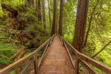 WEST RIDGE AND PRAIRIE CREEK TRAIL, REDWOODS NATIONAL AND STATE PARKS