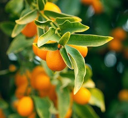 Kumquat tree branch
