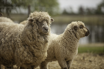 Fototapeta premium manada, majada