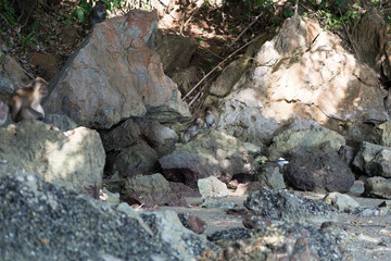 Affenjunges im Felsen versteckt