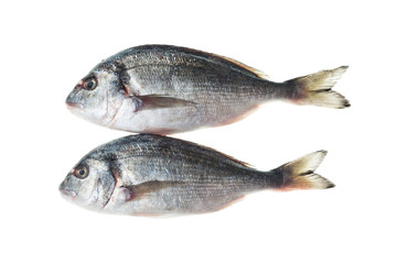 Frozen sea bream