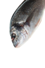 Dorado fish isolated white background