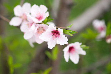 Peach tree blossom