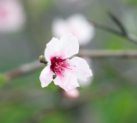 Peach tree blossom