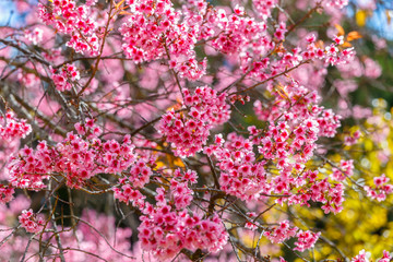 Pink flower, Wild Himalayan cherry blooming (Prunus cerasoides)