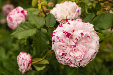 pink spotted rose in bloom