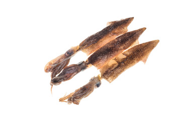 Freshly caught squid isolated 