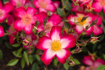 closeup of red multiflora rose in bloom