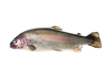 Rainbow trout isolated over white background