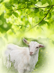 Fototapeta premium white goat