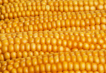 golden corn - background