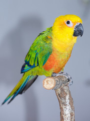 Jenday Conure, Jandaya Parakeet, Aratinga jandaya, 6 month old female