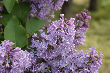 Obraz premium The Lilac flowers