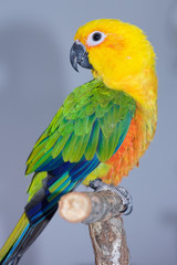 Fototapeta premium Jenday Conure, Jandaya Parakeet, Aratinga jandaya, 6 month old female