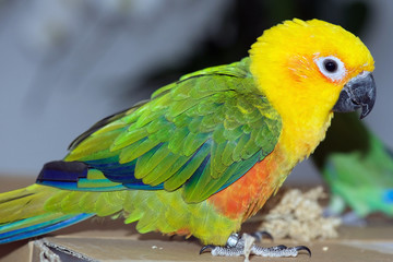 Jenday Conure, Jandaya Parakeet, Aratinga jandaya, 6 month old female