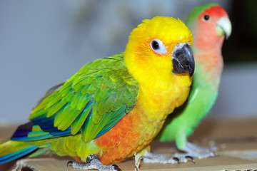 Jenday Conure, Jandaya Parakeet, Aratinga jandaya, 6 month old female
