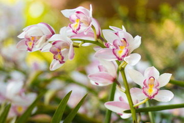 Beautiful white cymbidium flower orchid close up in garden.