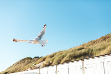 Fliegende Möwe mit Himmel und Düne