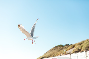 Fliegende Möwe mit Himmel und Düne
