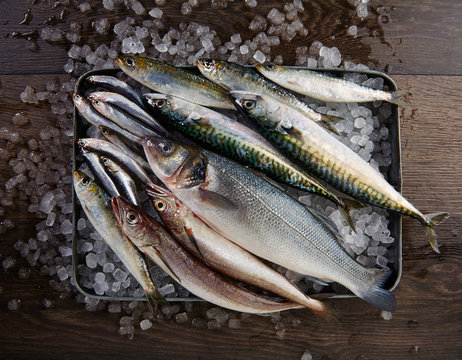 Fresh fish hake seabass sardine mackerel anchovies
