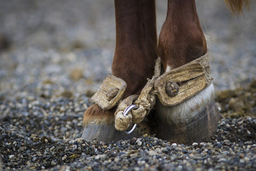 Caballos, equinos