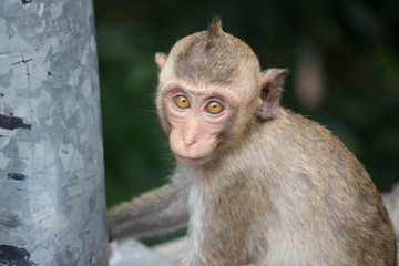 可愛いサル
