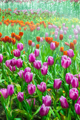tulip garden in nature
