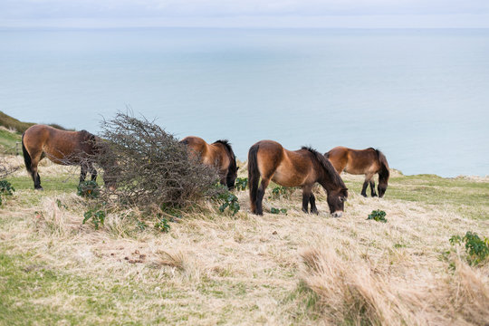 Pferde in Herde, Pferdeherde