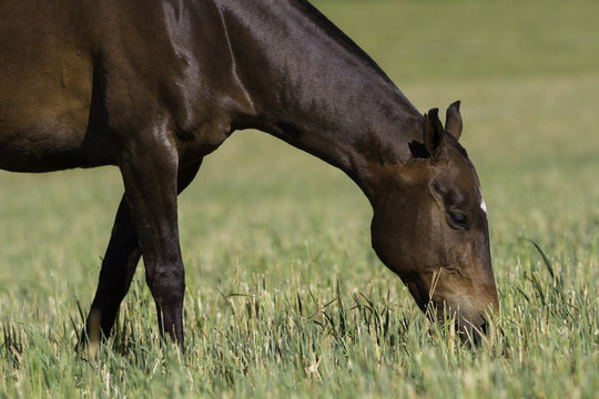 Caballos, equinos