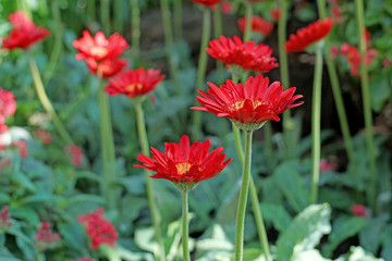 beautiful gerbera or barberton daisy flower