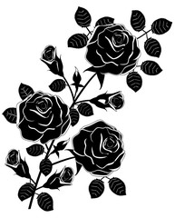 Black and White Rosen