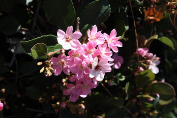 Pink flower with sunlight