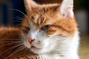 Portrait of a white-red-haired European cat.