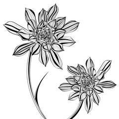 Aeonium Tree Floral in Black and White