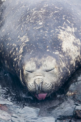 Elephant Seal sticking tongue out