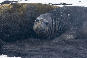 Elephant Seal