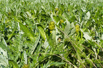 Artichokes vegetable plantation in Crete Island. 