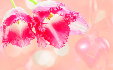 Two flowers of tulips on a pink background