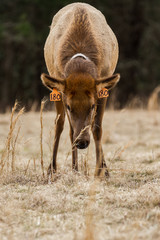 Cow Elk Feeding