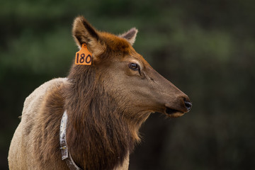 Elk Cow