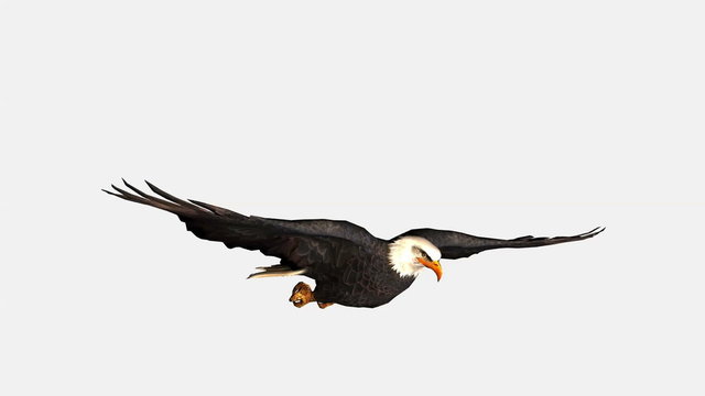 Bald eagle flying, bird in flight isolated on white background