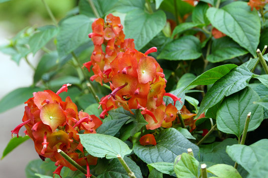 Rote Chinesenhutpflanze (Holmskioldia sanguinea)
