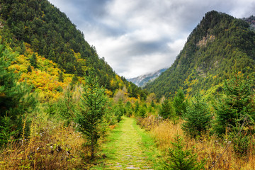 Scenic green walkway among woods in mountain gorge