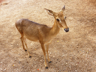 タイの鹿