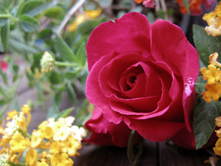 valentine background and rose