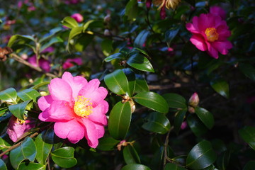 Pink camelia japonica flower in bloom